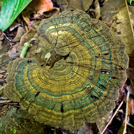 AMAZONAS 10_selva mosaico galeria_MG_3339.jpg